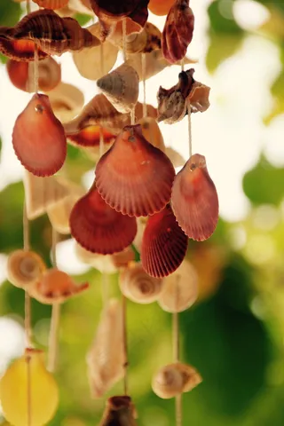 贝壳风铃图片
