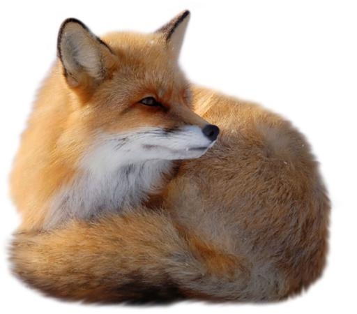 狐狸 PNG免抠(600x528)