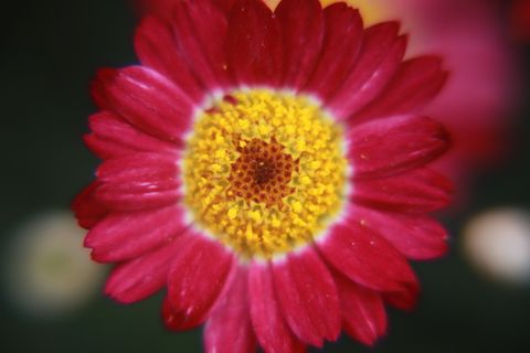 红色非洲菊微距图片 红色非洲菊微距图片