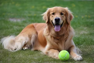金毛宠物狗在草坪玩球开心摄影图