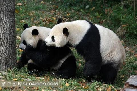两只大熊猫