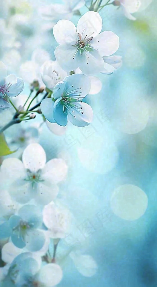 唯美清新白色鲜花，文艺新鲜浪漫情人节摄影图(816x1488)
