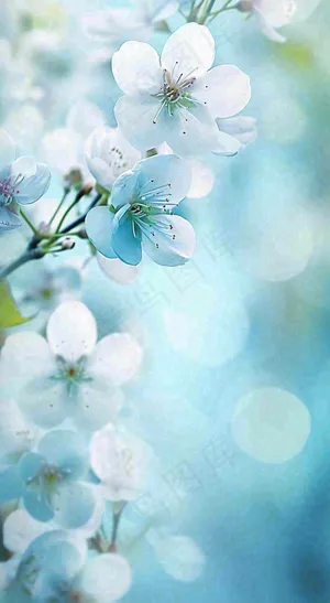 唯美清新白色鲜花，文艺新鲜浪漫情人节摄影图