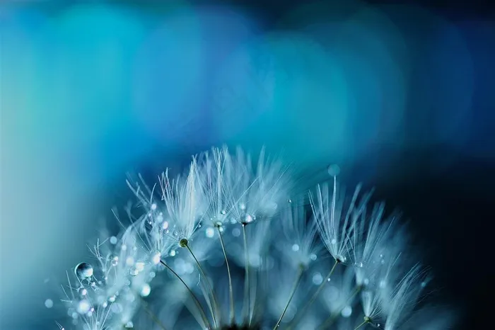 高清唯美水珠蒲公英鲜花图片