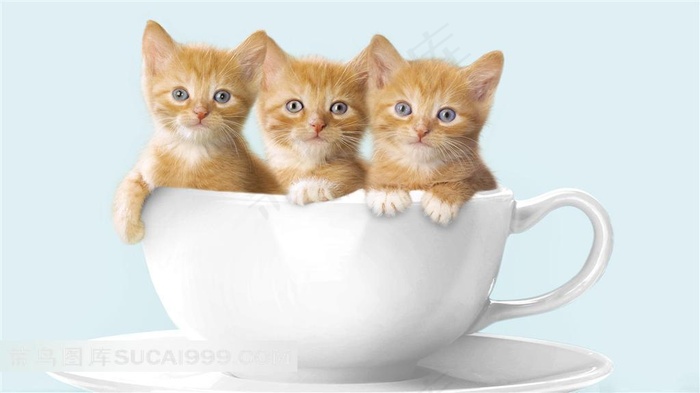 茶杯里的三只可爱小猫