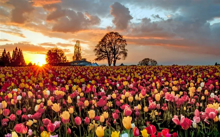 郁金香花海夕阳美景