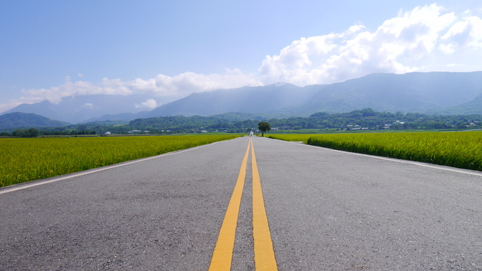 公路变青色稻田稻浪