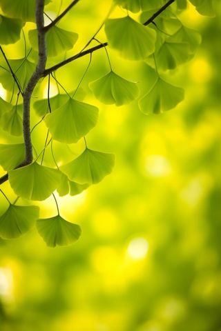 简约唯美银杏叶黄绿色背景