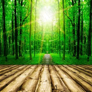 唯美阳光树林景色素材