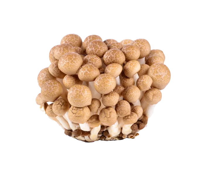 蘑菇 (10)超市商品白底图免抠实物摄影png格式图片透明底