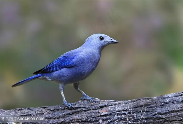 高清树干上蓝矶鸫鸟类图片鸟图片