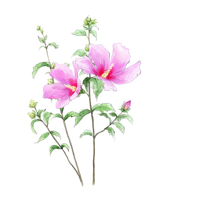 粉色简约风鲜花插画油画水墨画插图背景图片素材