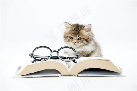 可爱的小猫与书本图片