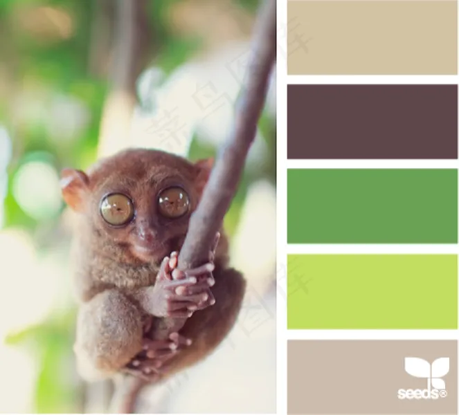 动物配色色卡色彩搭配
