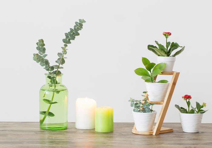 北欧简约绿植盆栽场景(54)