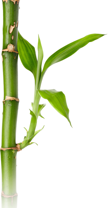 PNG 绿色竹子 