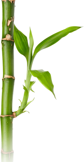 PNG 绿色竹子 
