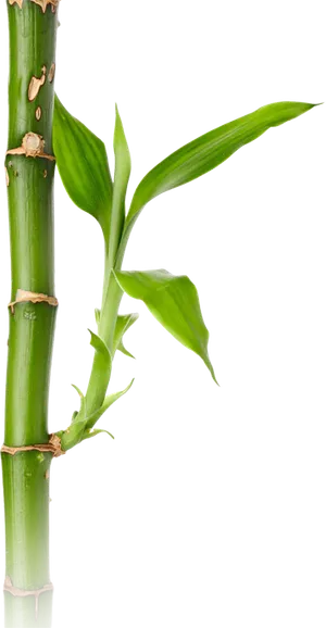 PNG 绿色竹子  PNG 绿色竹子