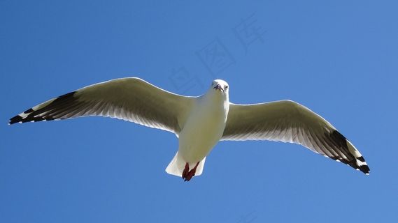 蓝天下高飞海鸥图片 蓝天下高飞海鸥图片