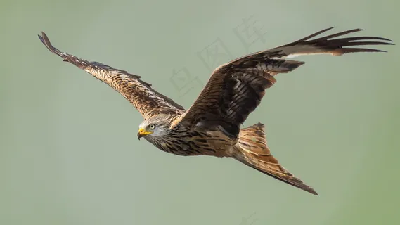 雄鹰展翅霸气高清图片 雄鹰展翅霸气高清图片