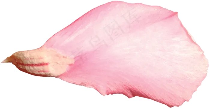 花瓣花朵免扣图片 