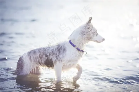 游泳完的可爱狗狗摄影图片 游泳完的可爱狗狗摄影图片