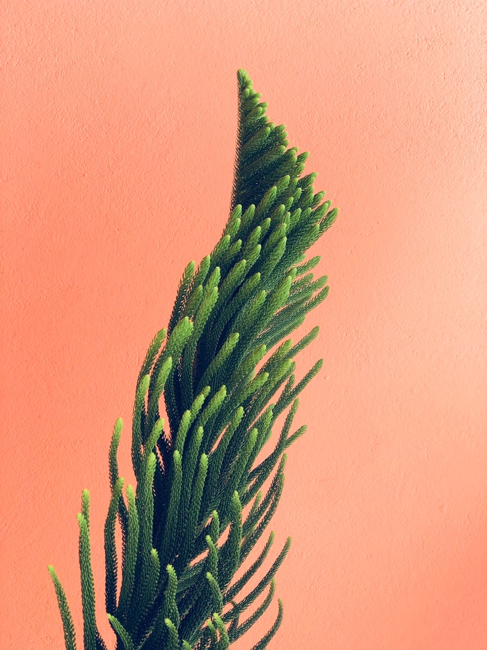 植物 绿色 背景 海报 小城市