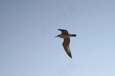 高空飞翔海鸥图片