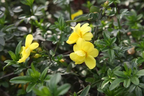 春天迎春花图片 春天迎春花图片