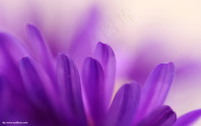美丽的花儿 