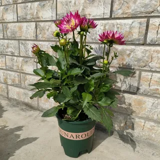 大丽花园艺花卉开花紫渐变