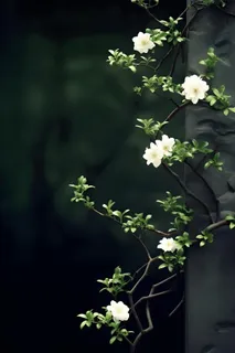 枝叶白色花朵典雅背景