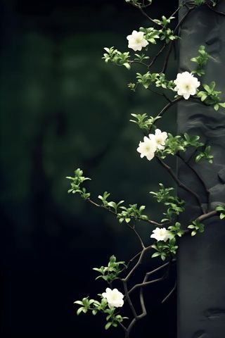 枝叶白色花朵典雅背景