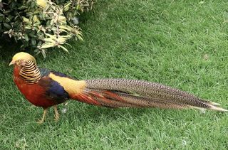 鸡母鸡走地鸡散养鸡鸡肉农村牧场山鸡山鸟