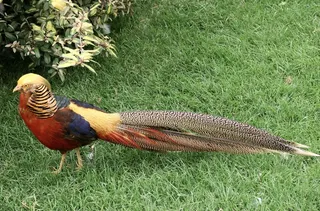 鸡母鸡走地鸡散养鸡鸡肉农村牧场山鸡山鸟