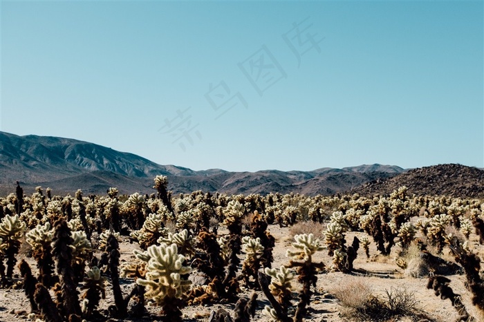 沙漠之花仙人掌图片