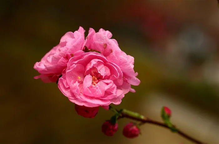 唯美鲜花梅花