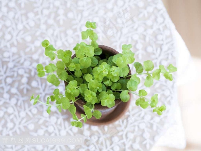 唯美碗中的植物图片