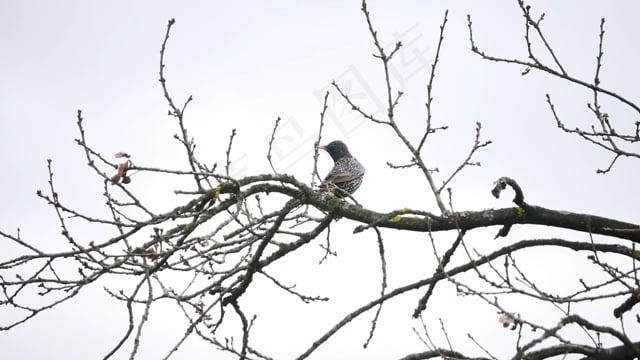 明星, 鸟, 坐, 科, 羽毛, 翅膀, 斑, 模板
