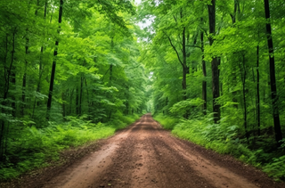 绿色茂密的森林中间有一条土路摄影图