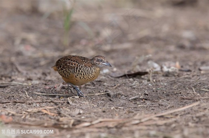 漂亮的三趾鹑鸟类图片
