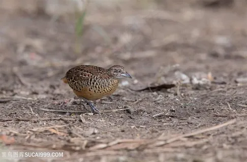 漂亮的三趾鹑鸟类图片 漂亮的三趾鹑鸟类图片