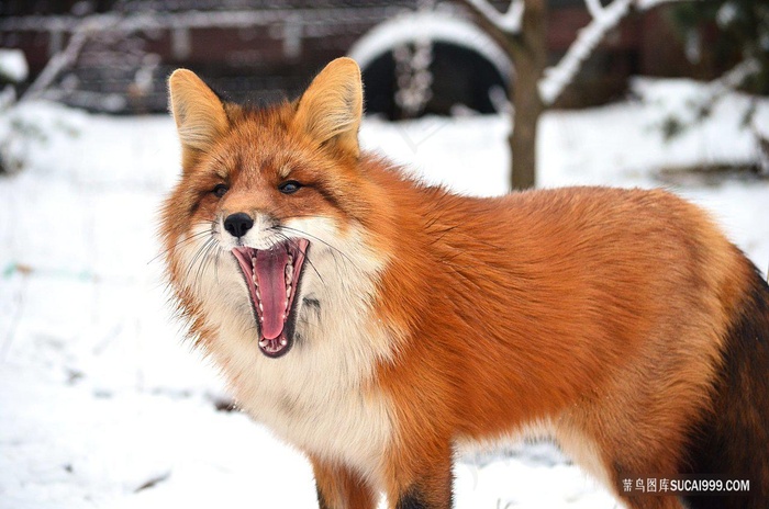 张嘴打哈气的红色狐狸野生动物图片