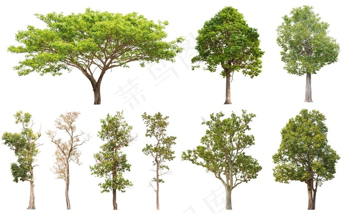 多种大树树木植物高清素材图