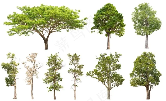 多种大树树木植物高清素材图