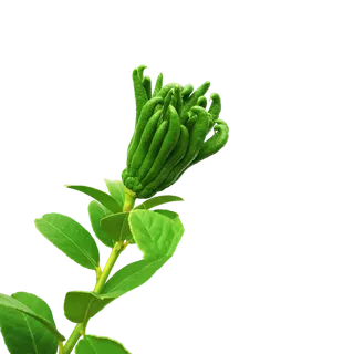 新鲜清香佛手果png透明素材 