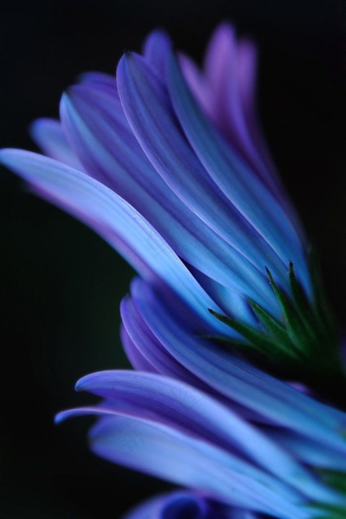 唯美鲜花高清图片