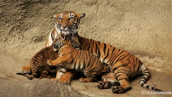 老虎三只虎壁纸