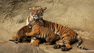 老虎三只虎壁纸