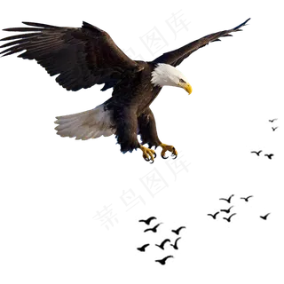 老鹰素材图片